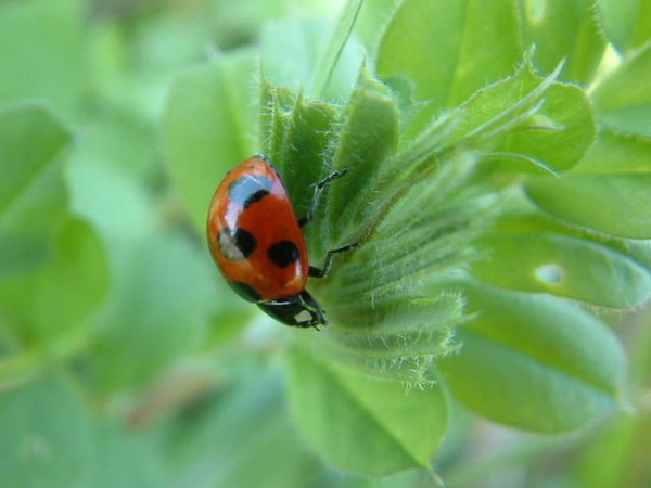 COCCINELLE