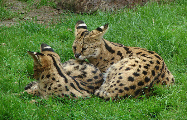 SERVALS