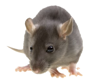 RAT