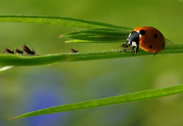 COCCINELLE