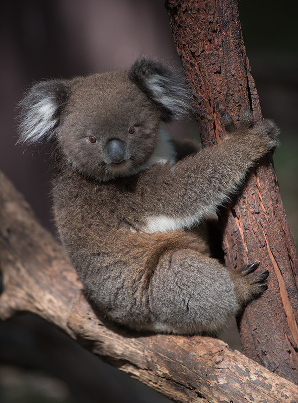 KOALA