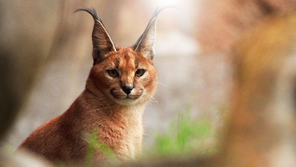 CARACAL