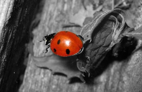 COCCINELLE