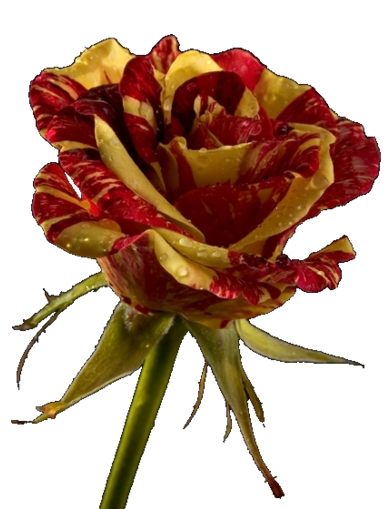 ROSE 4