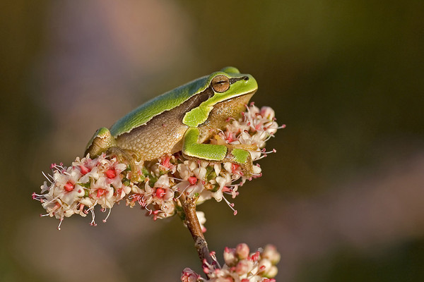 GRENOUILLE