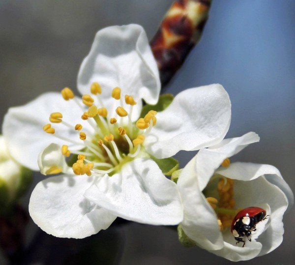 COCCINELLE