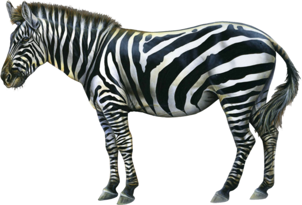 ZEBRE