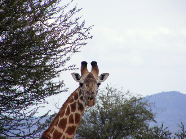 GIRAFE