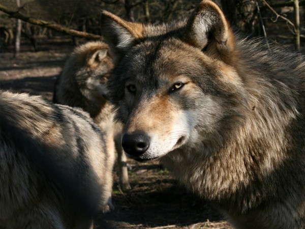 LOUPS