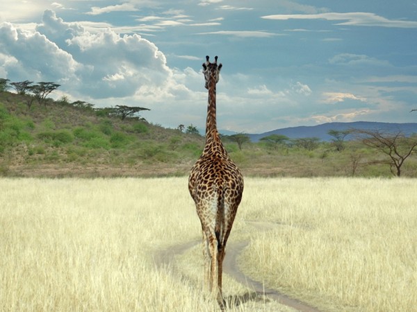 GIRAFE