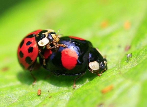 COCCINELLES