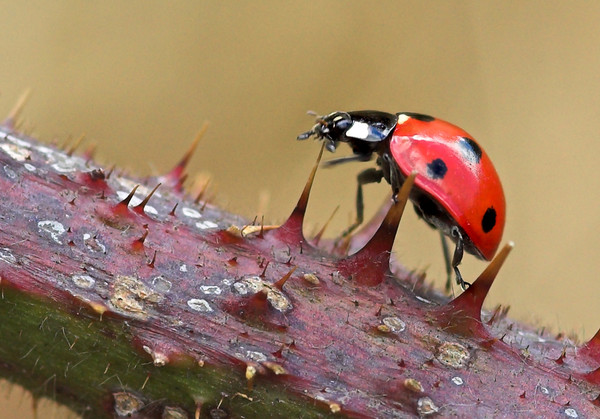 COCCINELLE