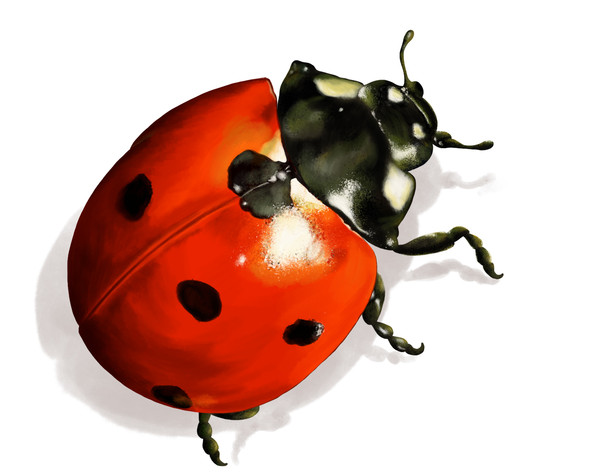 COCCINELLE