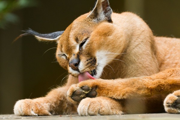 CARACAL