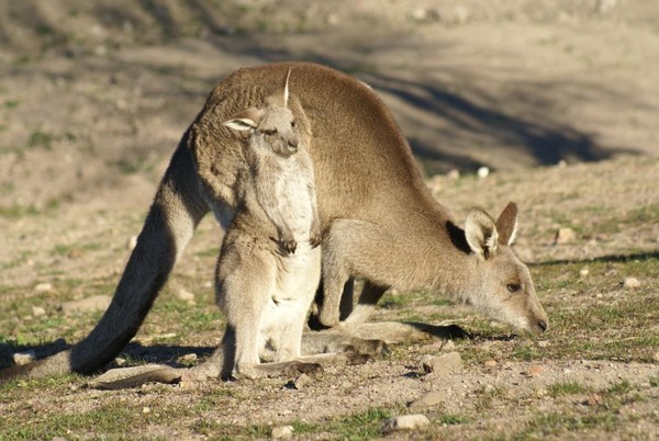 KANGOUROUS