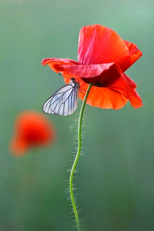 COQUELICOTS