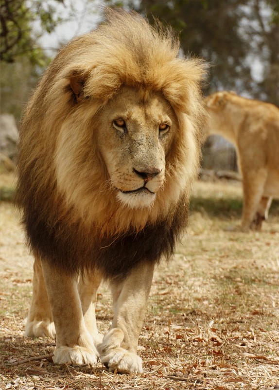 LION