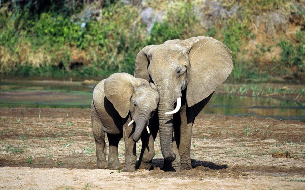 ELEPHANTS