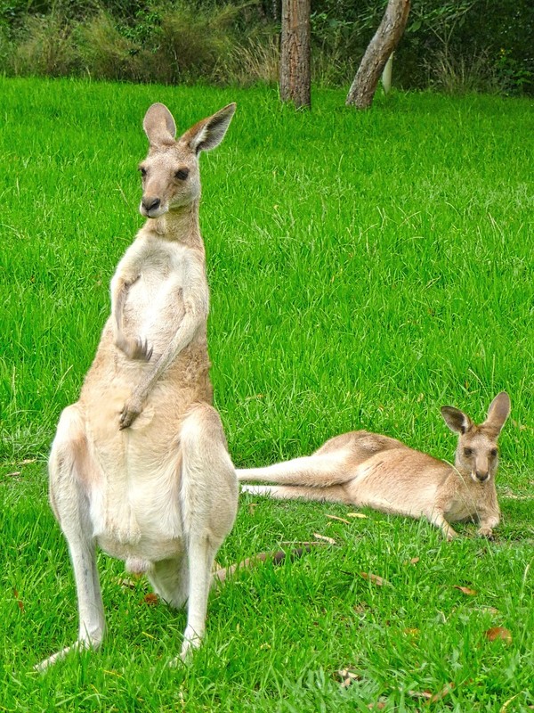 KANGOUROUS