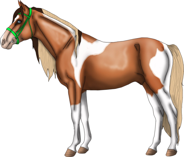 CHEVAL 2