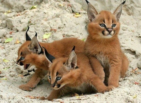 CARACALS