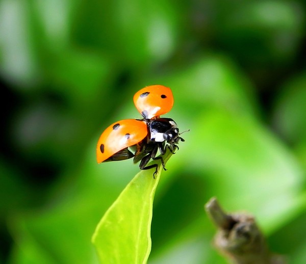 COCCINELLE