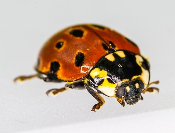 COCCINELLE