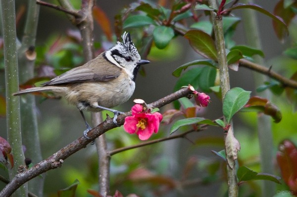 OISEAU