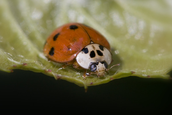 COCCINELLE