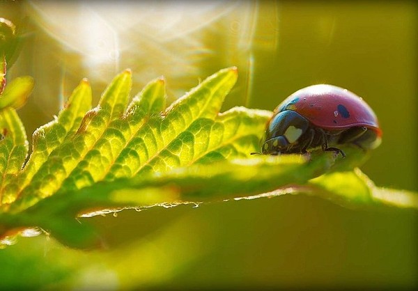 COCCINELLE