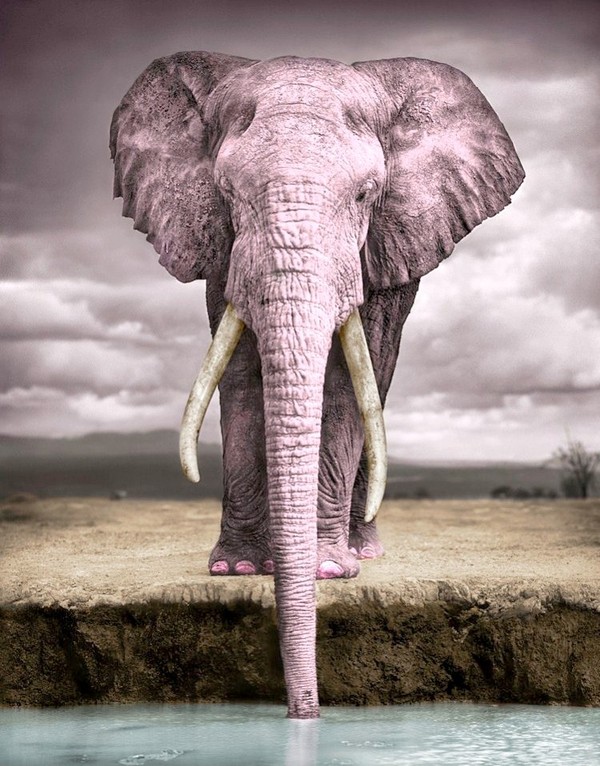 ELEPHANT