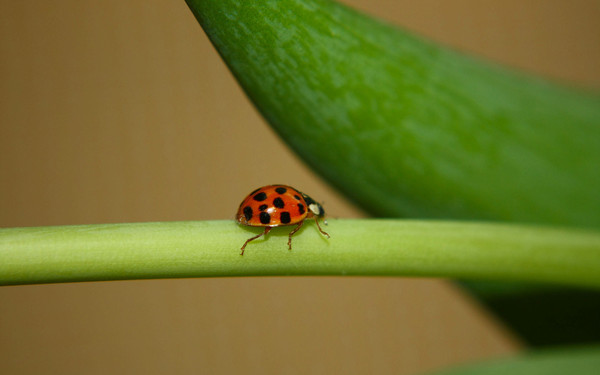 COCCINELLE