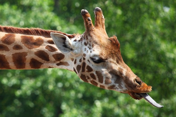 GIRAFE