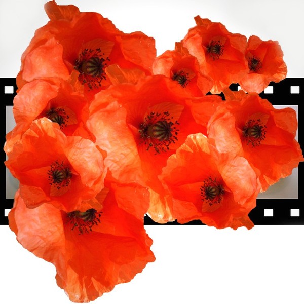 COQUELICOTS