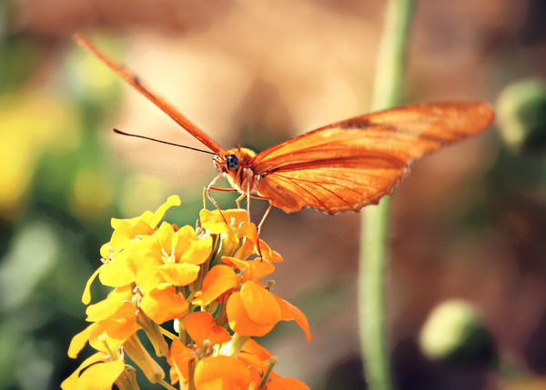 PAPILLON