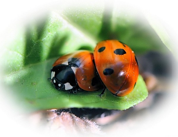 COCCINELLES