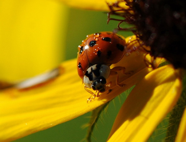 COCCINELLE