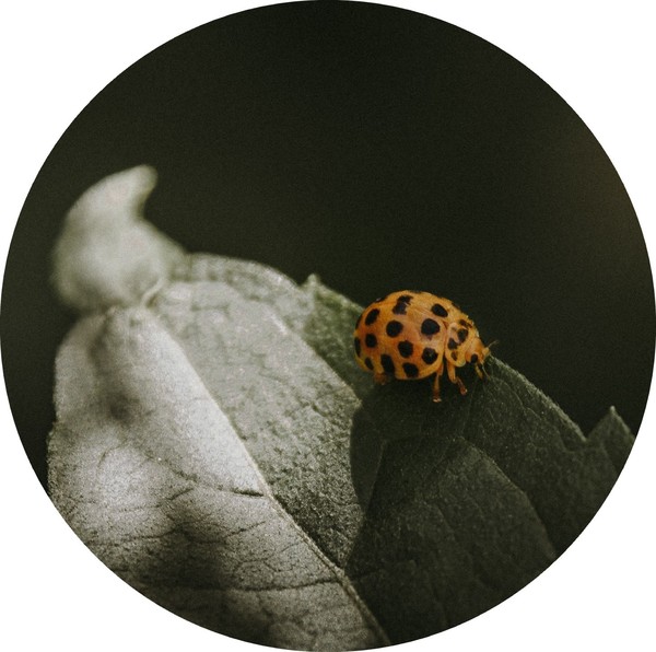 COCCINELLE 2