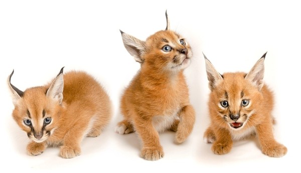 BEBES LYNX