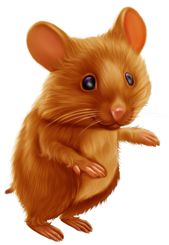 SOURIS RAT HAMSTER... 2