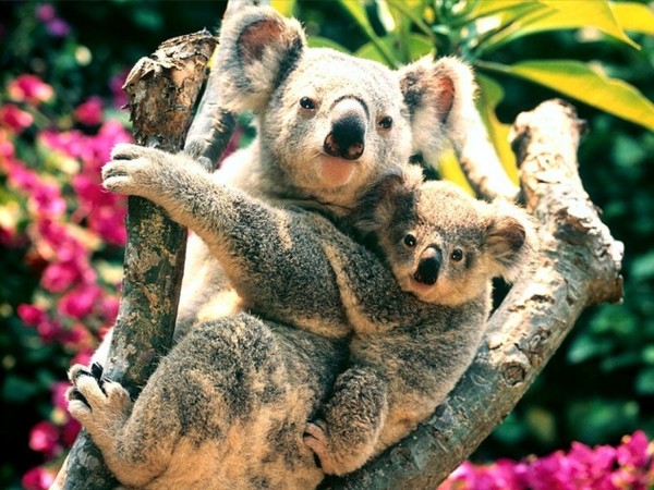 KOALAS