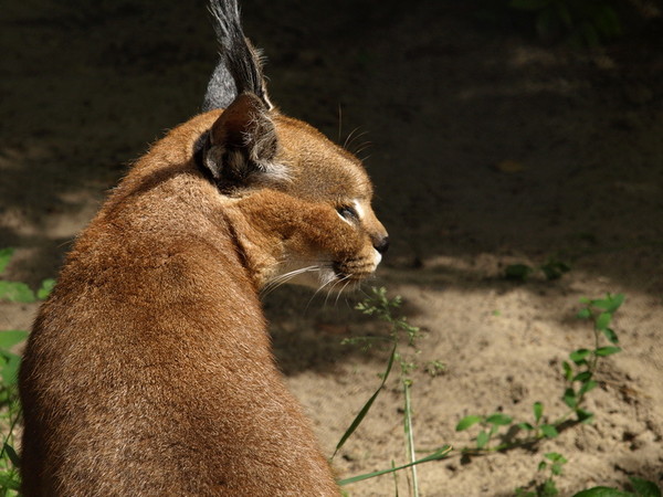 CARACAL