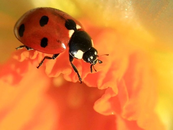 COCCINELLE