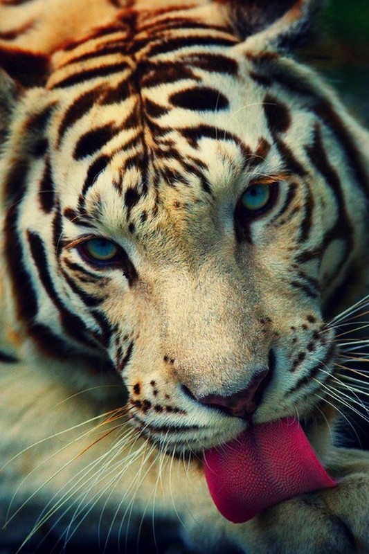 TIGRE