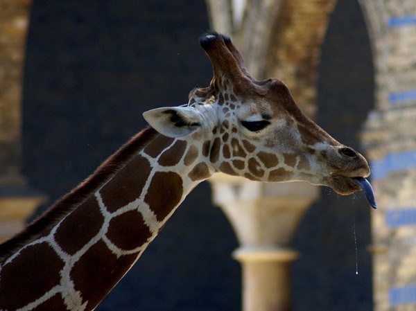 GIRAFE