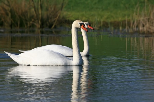 CYGNES