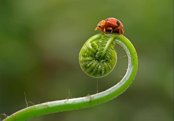 COCCINELLE