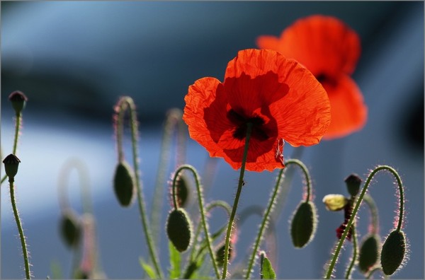 COQUELICOTS