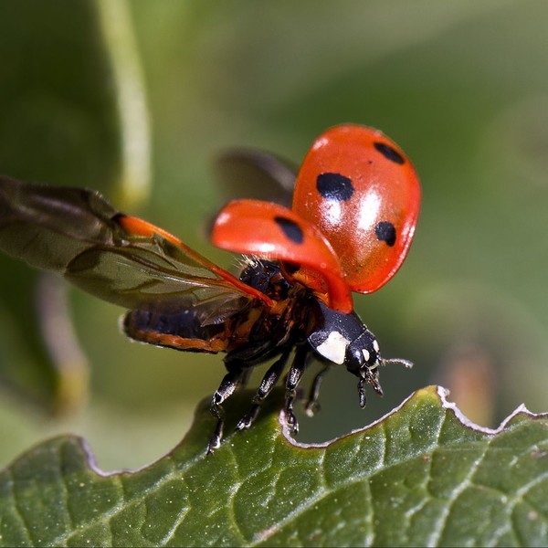 COCCINELLE 2