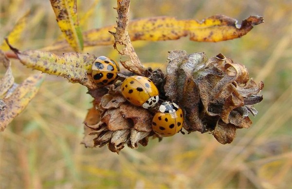 COCCINELLES